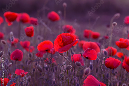 Flowers Red poppies blossom on wild field. Beautiful field red poppies with selective focus. Red poppies in soft light. Opium poppy. Glade of red poppies. Toning. Creative processing in dark low key