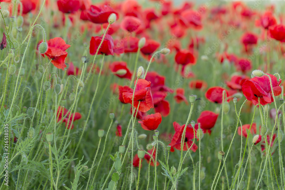 Flowers Red poppies blossom on wild field. Beautiful field red poppies with selective focus. Red poppies in soft light. Opium poppy. Glade of red poppies. Toning. Creative processing in dark low key Flowers Red poppies blossom on wild field. Beautiful field red poppies with selective focus. Red poppies in soft light. Opium poppy. Glade of red poppies. Toning. Creative processing in dark low key