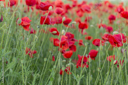 Flowers Red poppies blossom on wild field. Beautiful field red poppies with selective focus. Red poppies in soft light. Opium poppy. Glade of red poppies. Toning. Creative processing in dark low key