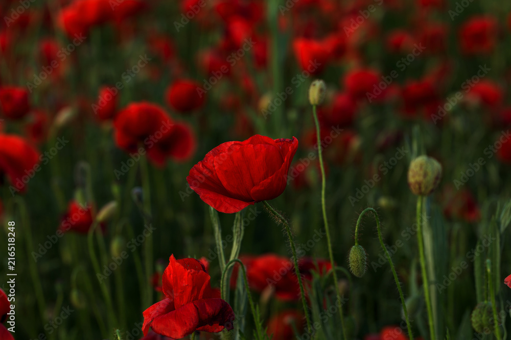 Flowers Red poppies blossom on wild field. Beautiful field red poppies with selective focus. Red poppies in soft light. Opium poppy. Glade of red poppies. Toning. Creative processing in dark low key Flowers Red poppies blossom on wild field. Beautiful field red poppies with selective focus. Red poppies in soft light. Opium poppy. Glade of red poppies. Toning. Creative processing in dark low key