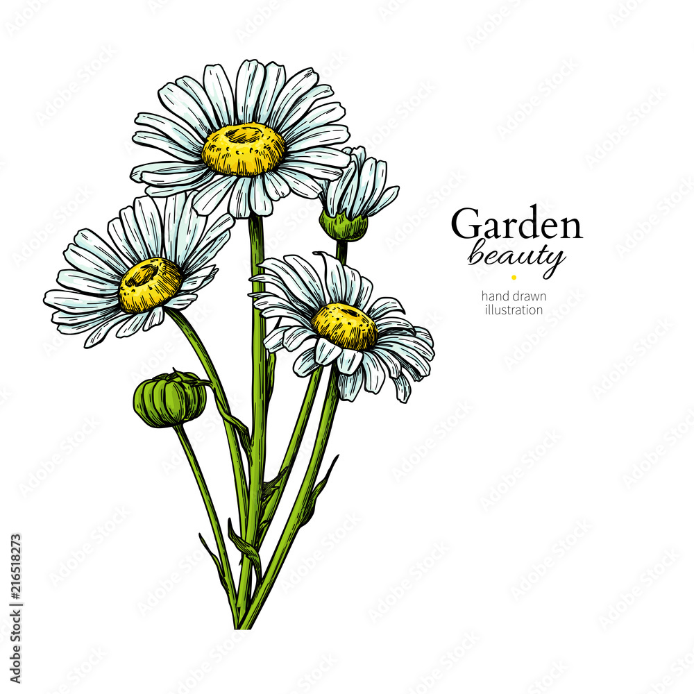Buy Daisy Flower Sketch Daisy Artwork Drawing of Daisies Daisy Online in  India  Etsy