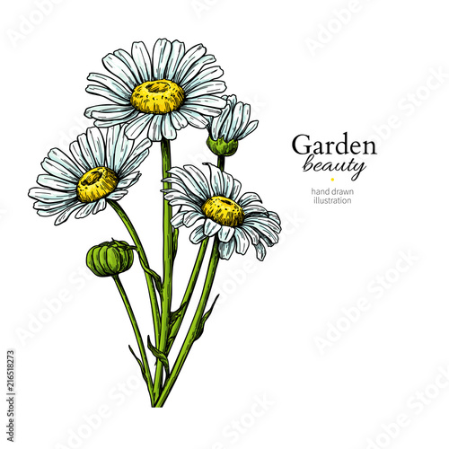 Daisy flower drawing. Vector hand drawn floral bouquet. Chamomile
