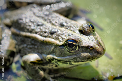 Frog © Bojan Bencic