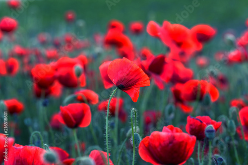 Flowers Red poppies blossom on wild field. Beautiful field red poppies with selective focus. Red poppies in soft light. Opium poppy. Glade of red poppies. Toning. Creative processing in dark low key