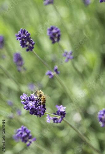A yellow bee collecting honey and pollen from lavender flowers in lavender farm