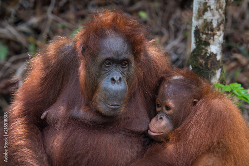 Orangutan mother and cub close view