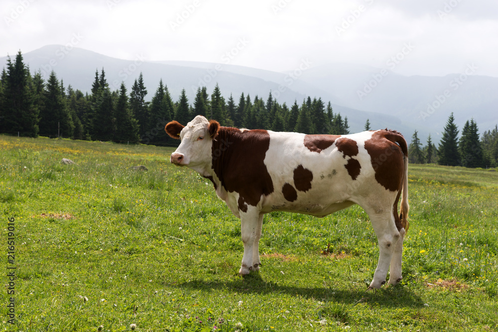 A well fed cow on a pasture in the mountains