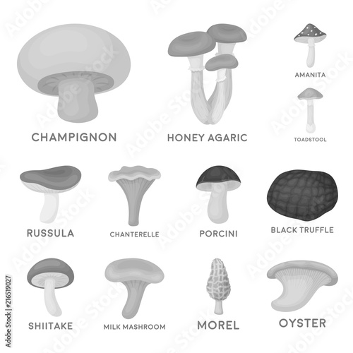 Poisonous and edible mushroom monochrome icons in set collection for design. Different types of mushrooms vector symbol stock web illustration.