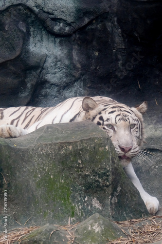 Wildlife of white tiger on rock in the zoo at Thailand