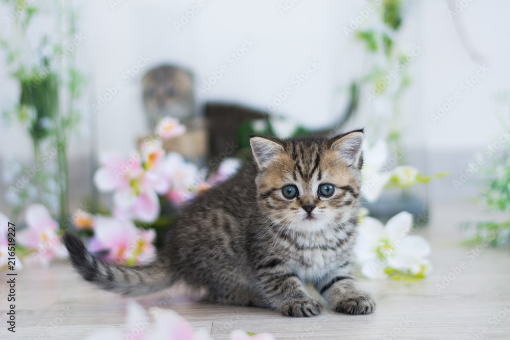 Scottish kitten british cat munchkin