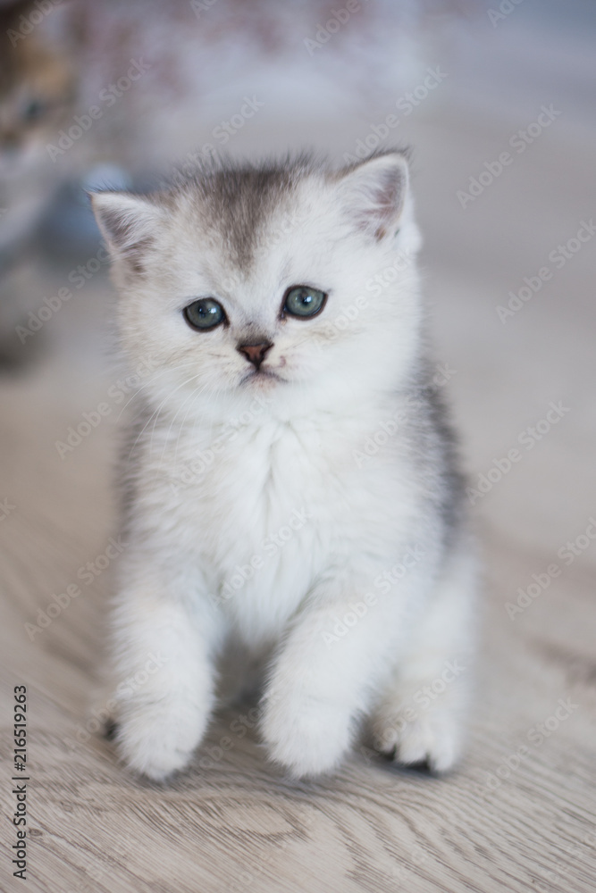 Scottish kitten posing Summer Photo