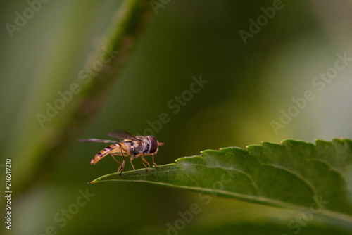 Hoverfly On Leaf. © John