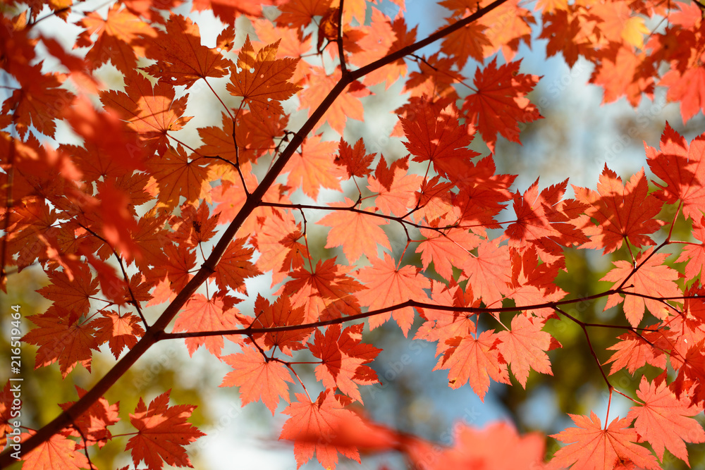Red maple leaves border at autumn forest, blurred background. Season changing. A tree branch of maple, fall. Red maple leaves border at autumn forest, blurred background. Season changing. A tree branch of maple, fall.