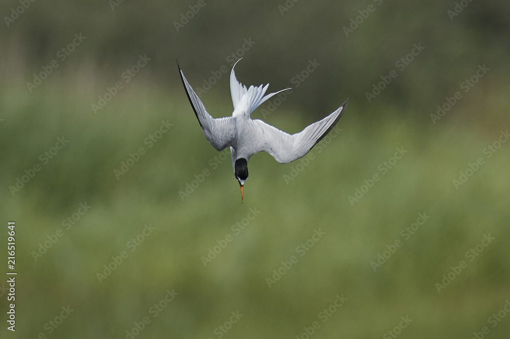 Little tern (Sternula albifrons) Little tern (Sternula albifrons)