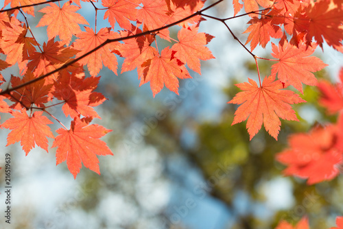 Red maple leaves border at autumn forest, blurred background. Season changing. A tree branch of maple, fall. © evso
