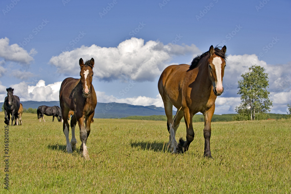 Shire Horse Mare and Foal walking at summer pasture on beautiful sunny summer day.