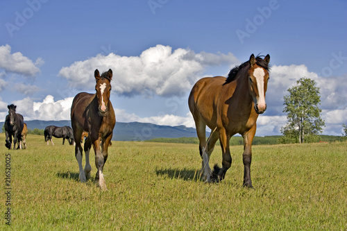 Fototapeta Naklejka Na Ścianę i Meble -  Shire Horse Mare and Foal walking at summer pasture on beautiful sunny summer day.