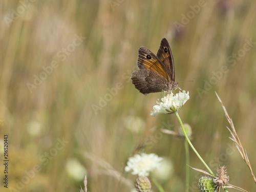 The meadow brown  Maniola jurtina  butterfly sitting on a  flower