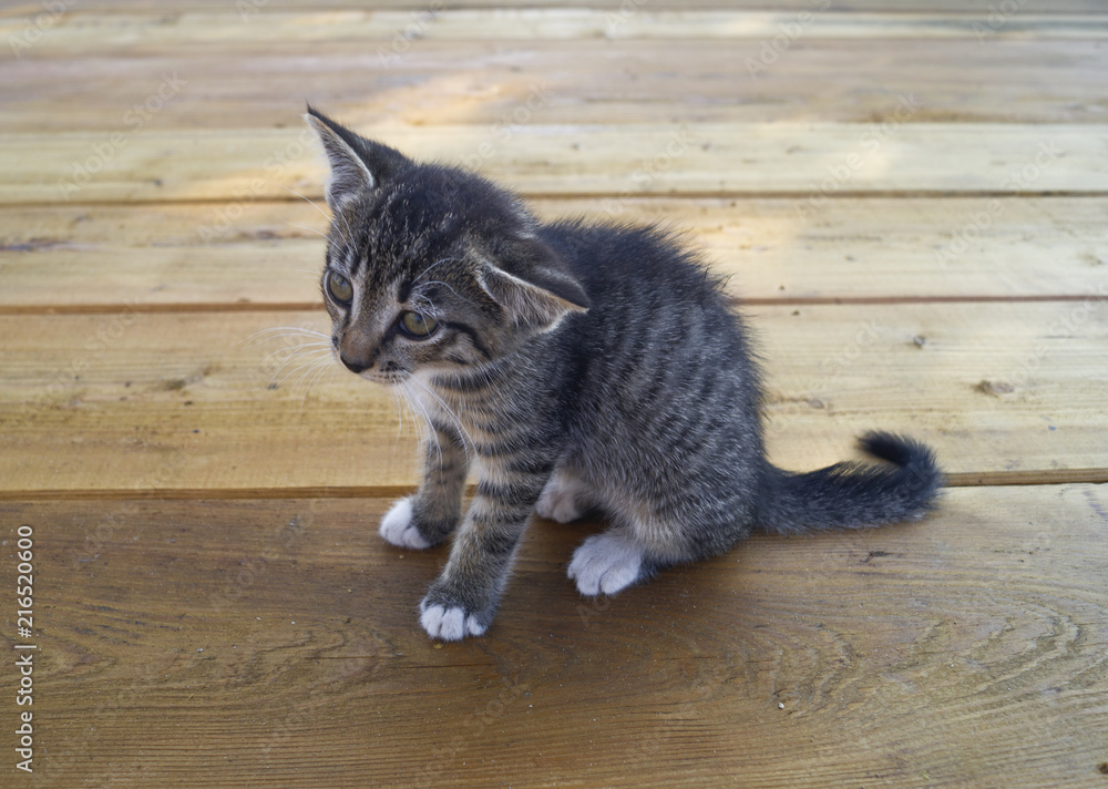 A small tabby cat is sitting on wooden boards. The kitten lies stretched out.