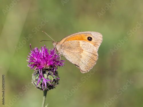 The meadow brown (Maniola jurtina) butterfly sitting on a flower