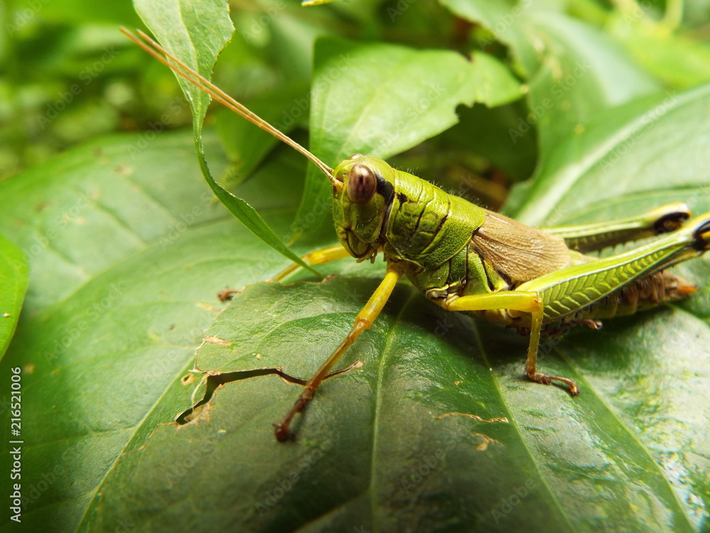 フキバッタ grasshopper