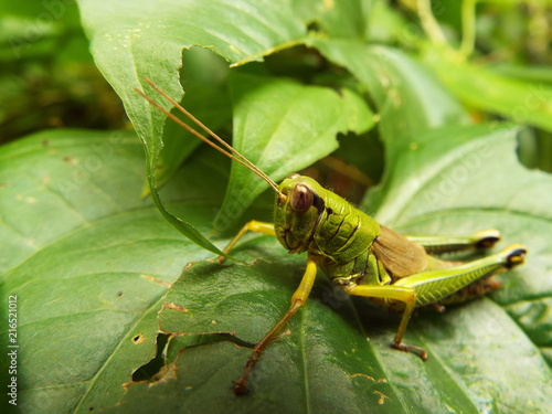 フキバッタ grasshopper © present4_u