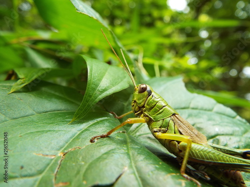 フキバッタ grasshopper photo