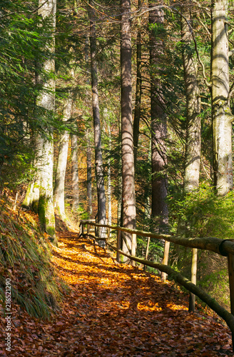 forest path covered in weathered foliage. wooden fence along the edge. beautiful autumn scene in evening light