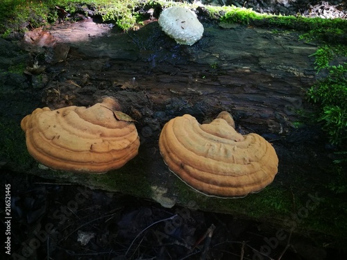 Two brown polypores