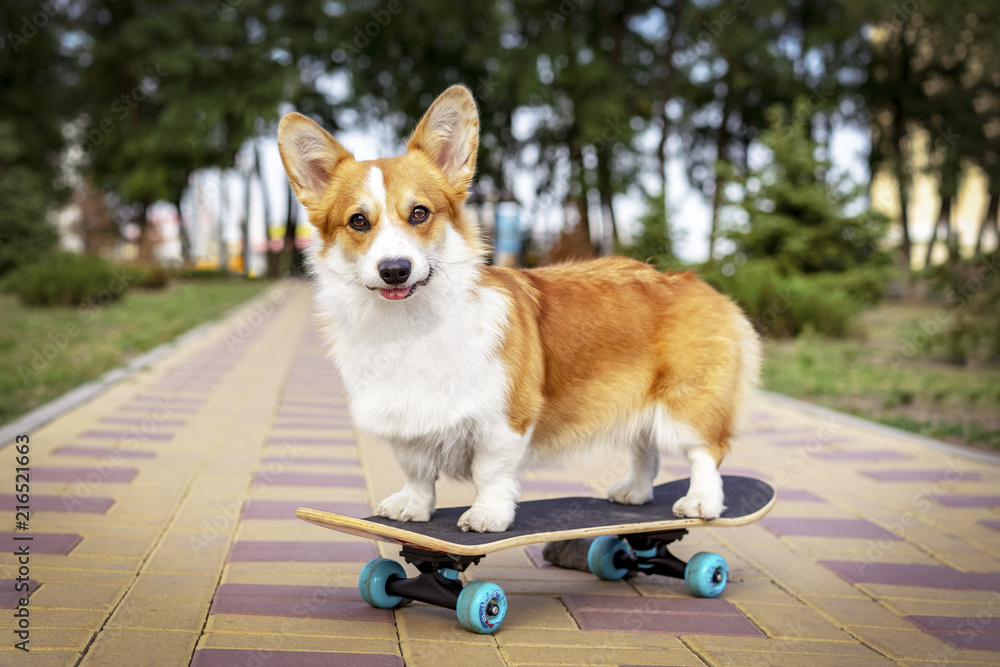 cute dog redhead pembroke welsh corgi standing a skateboard on the street  for a summer walk in the park Stock-foto | Adobe Stock