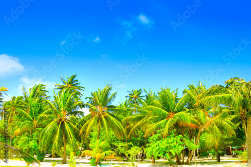 Dream beach with palm trees on white sand and turquoise ocean