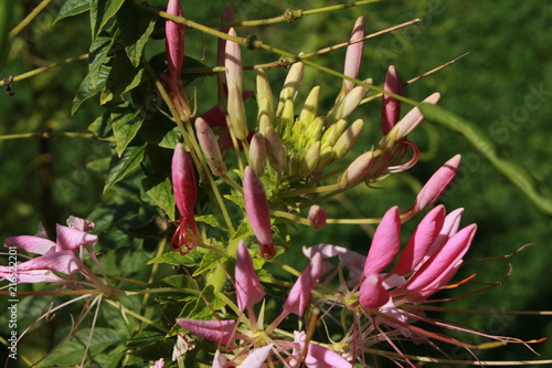 "Spider Plant" flowers in St. Gallen, Switzerland. Its Latin name is Cleome Spinosa, native to South America.