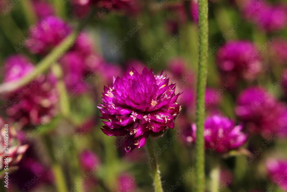 Purple Purple