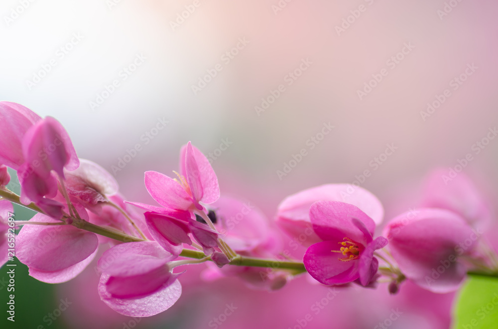 Soft focus of wild flowers pink beautiful, used as a background picture.