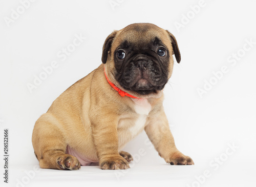 small red-haired puppy of a French bulldog looking at a white background