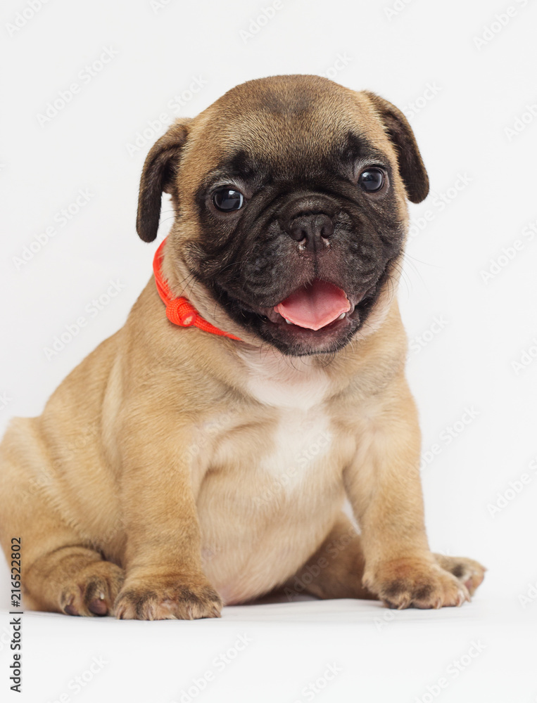 small  puppy of a French bulldog looking at a white background