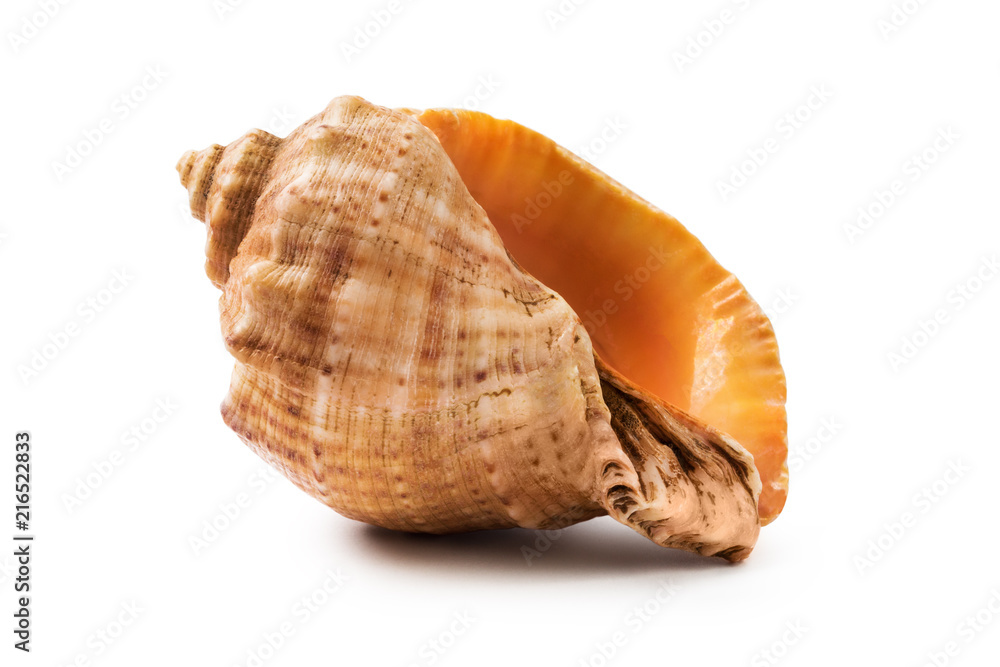 Sea shell, isolated on white background Sea shell, isolated on white background