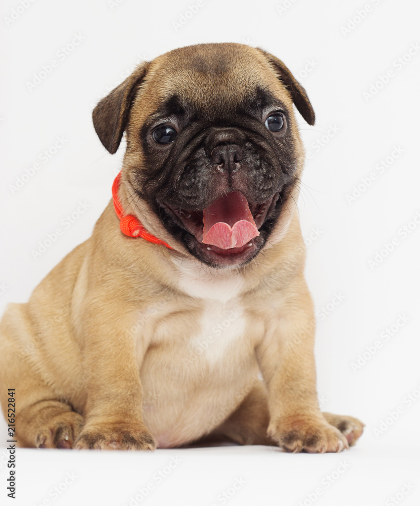 small  puppy of a French bulldog looking at a white background