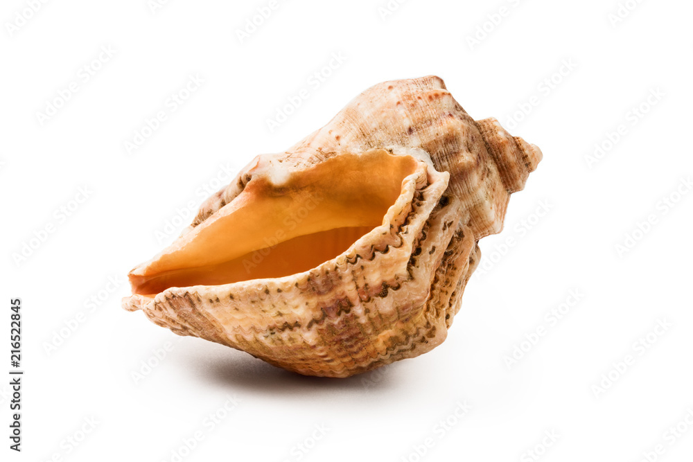Sea shell, isolated on white background Sea shell, isolated on white background