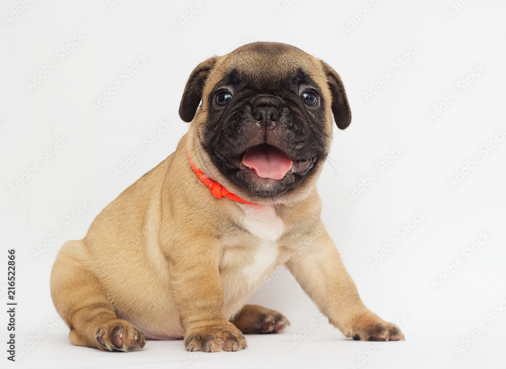 small red-haired puppy of a French bulldog looking at a white background