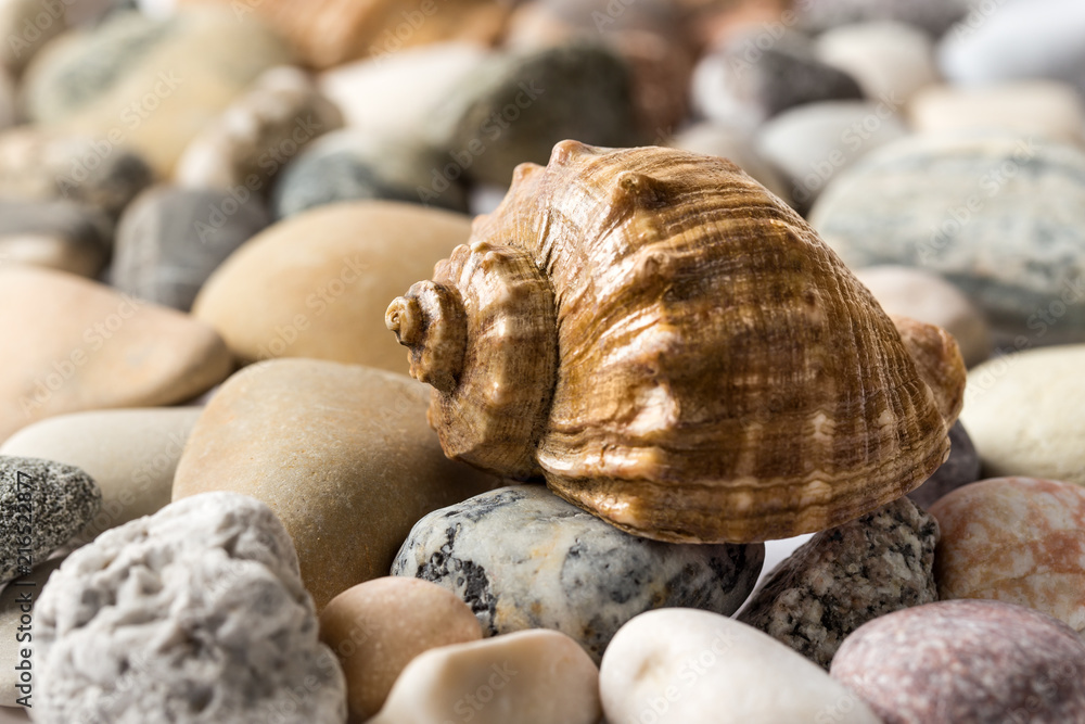 Sea shell on sea stones