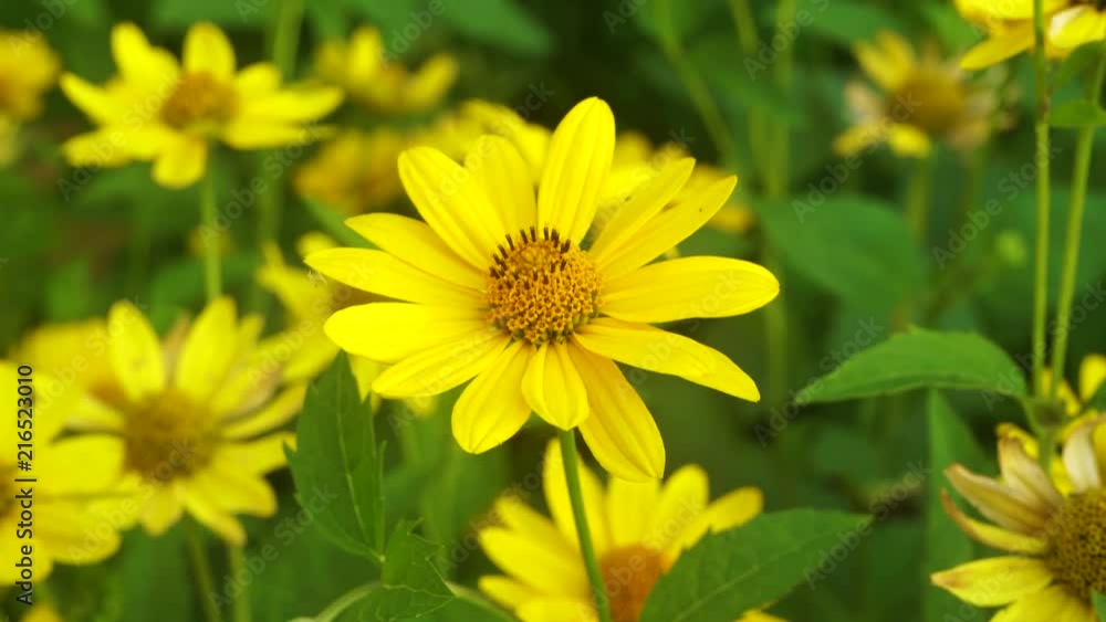 Closeup top view of bright yellow flowers growing in city flowerbed outdoors. Real time 4k video footage. Closeup top view of bright yellow flowers growing in city flowerbed outdoors. Real time 4k video footage.