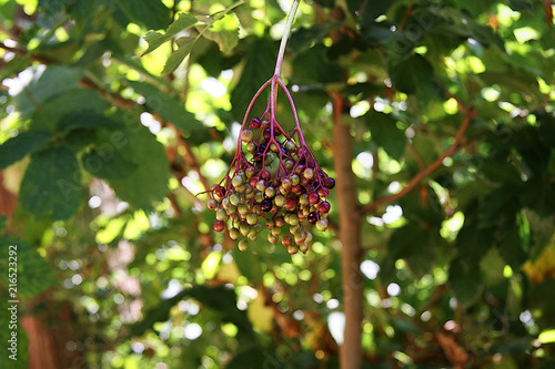 Holunderbeeren