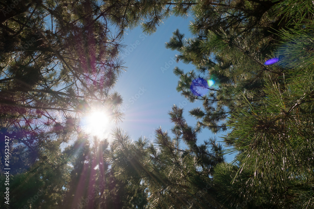 Fototapeta premium Pine leaves with blue sky floor background.