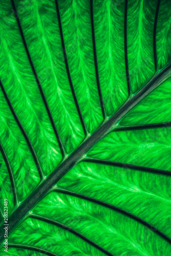 Close up exotic tropical leaf