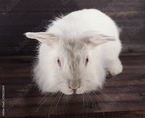 Cute white rabbit on dark wooden background. Close up.