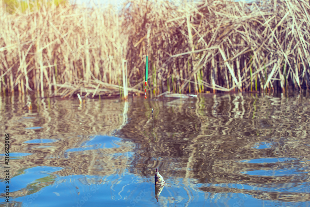 Fish caught on a hook in a freshwater pond. Fish caught on a hook in a freshwater pond.