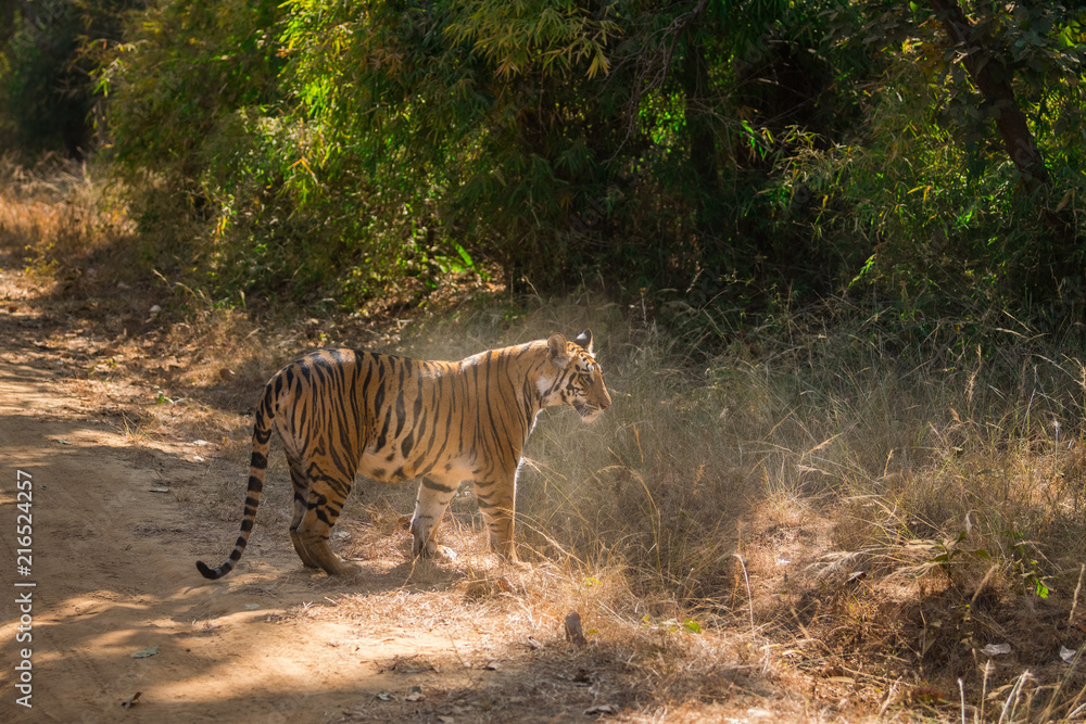On a morning stroll a famous tigress at Bandhavgarh National Park On a morning stroll a famous tigress at Bandhavgarh National Park
