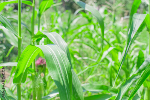 corn plant agriculture close-up