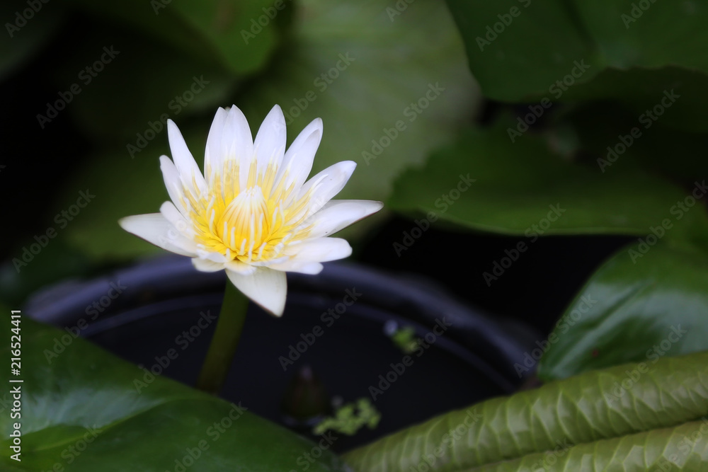 White lotus (Water lily) blooming in the pond. Beautiful white lotus flower of thai culture buddha symbol. White lotus (Water lily) blooming in the pond. Beautiful white lotus flower of thai culture buddha symbol.